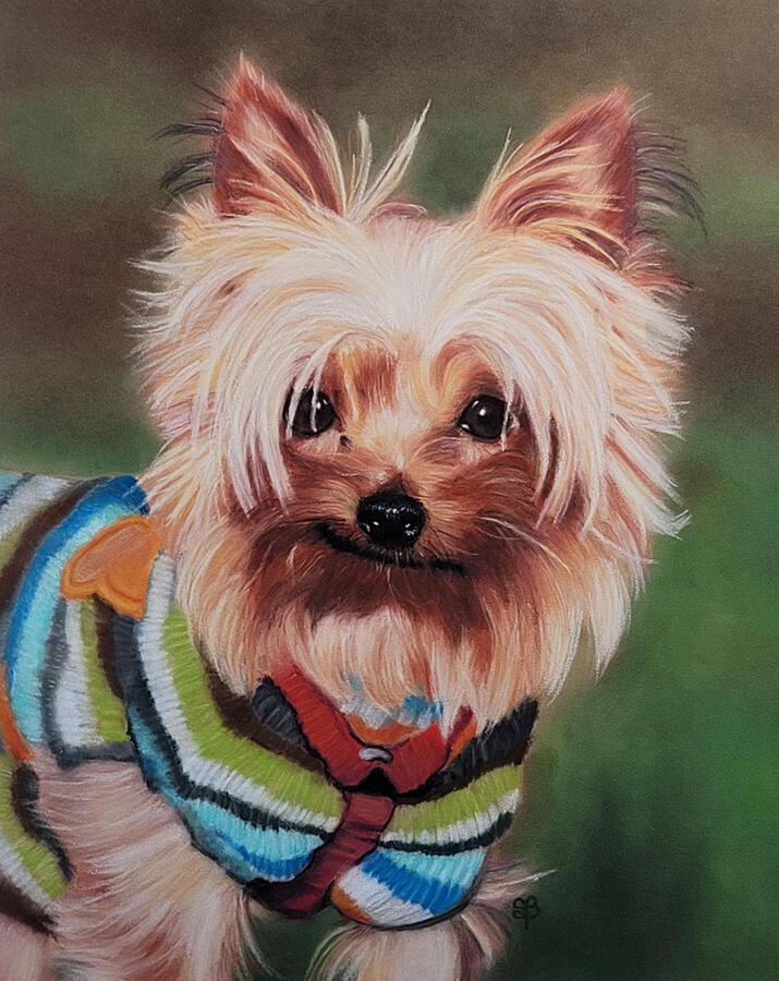 A Yorkshire terrier.