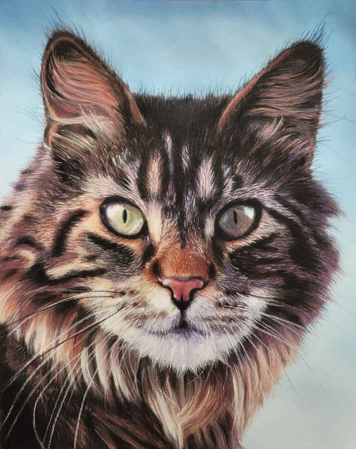 A tabby maine coon cat.