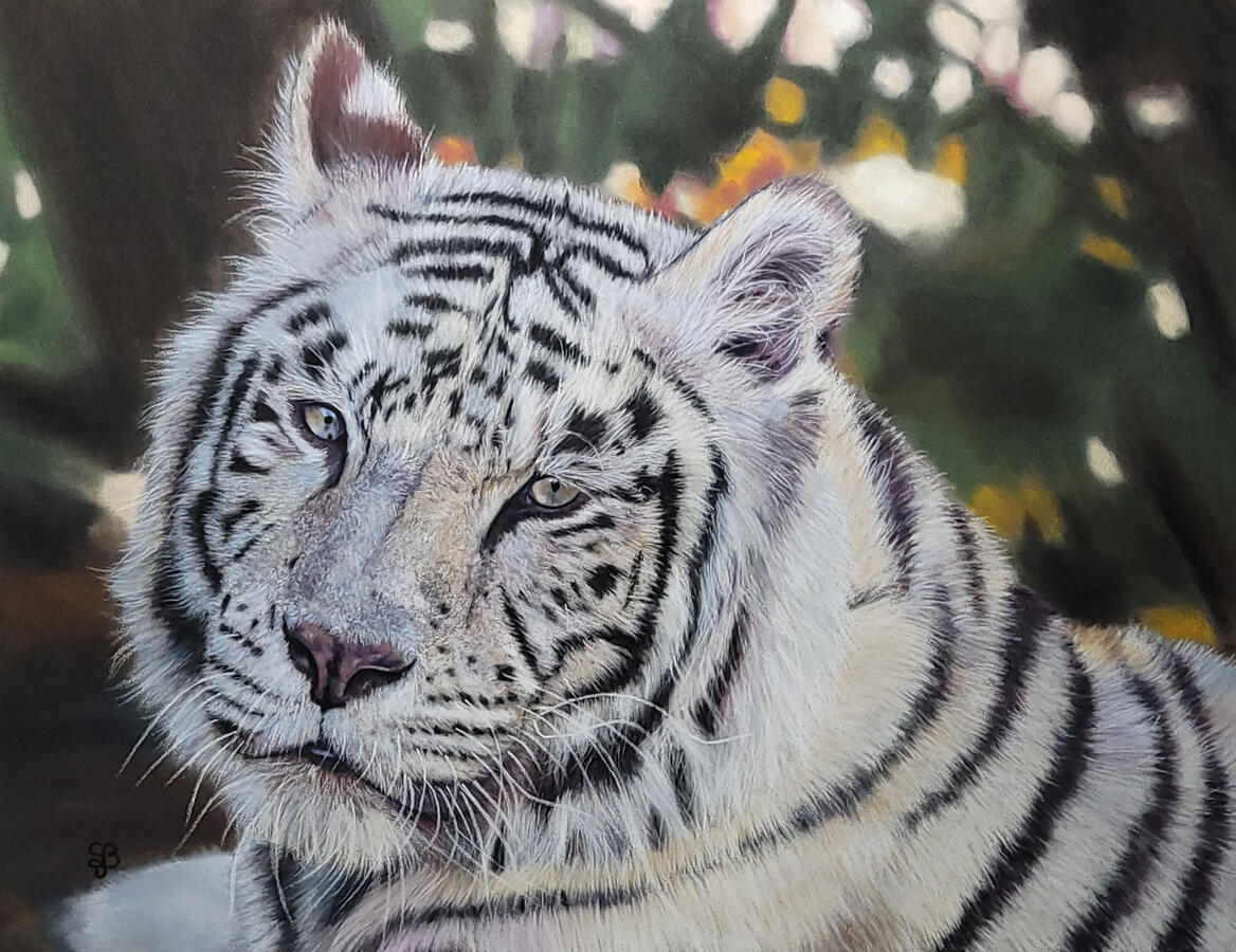 A white tiger.