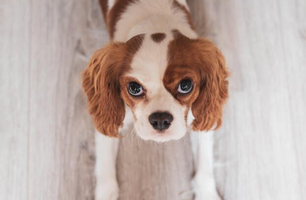 A dog seen from above.