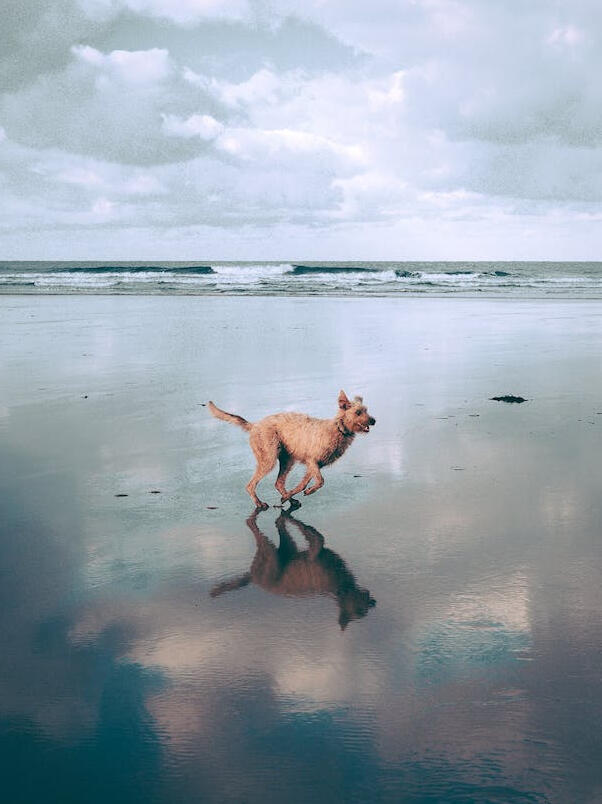 Dog running on a beach.