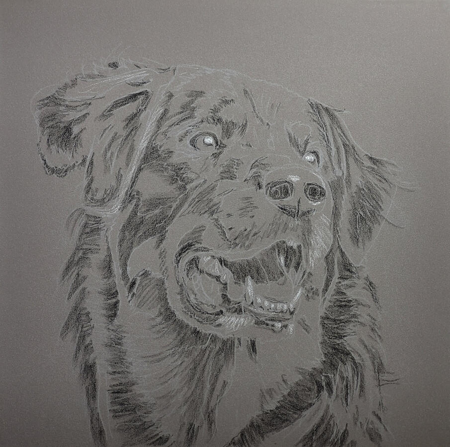 sketch of a dog