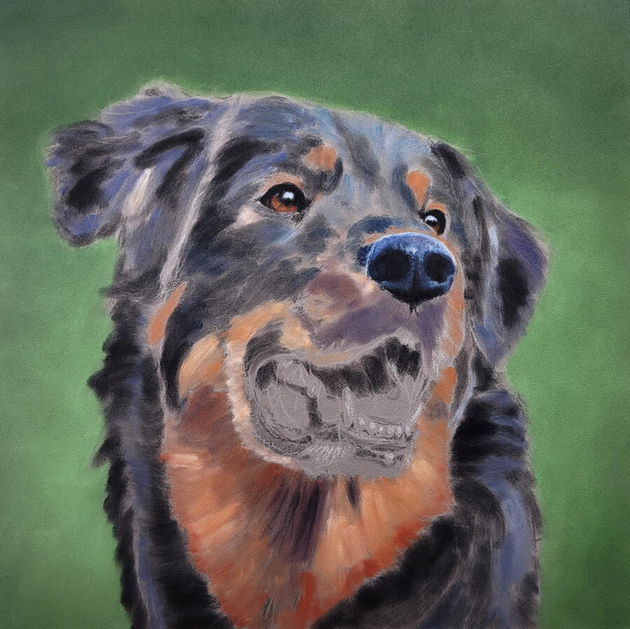 dog sketch with eyes rendered.