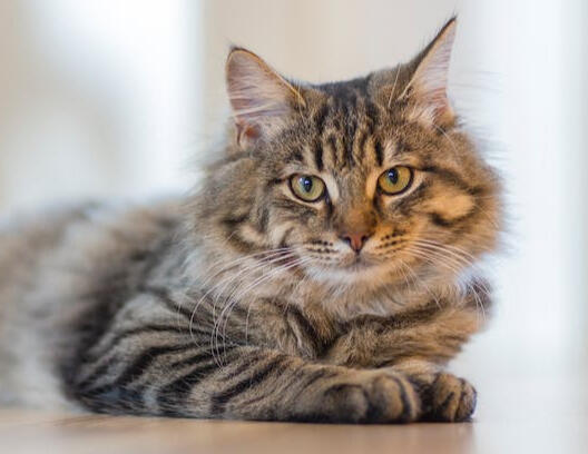 Beautiful fluffy kitty.