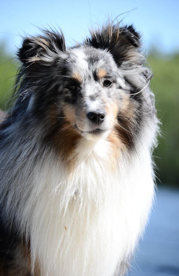 A border collie.