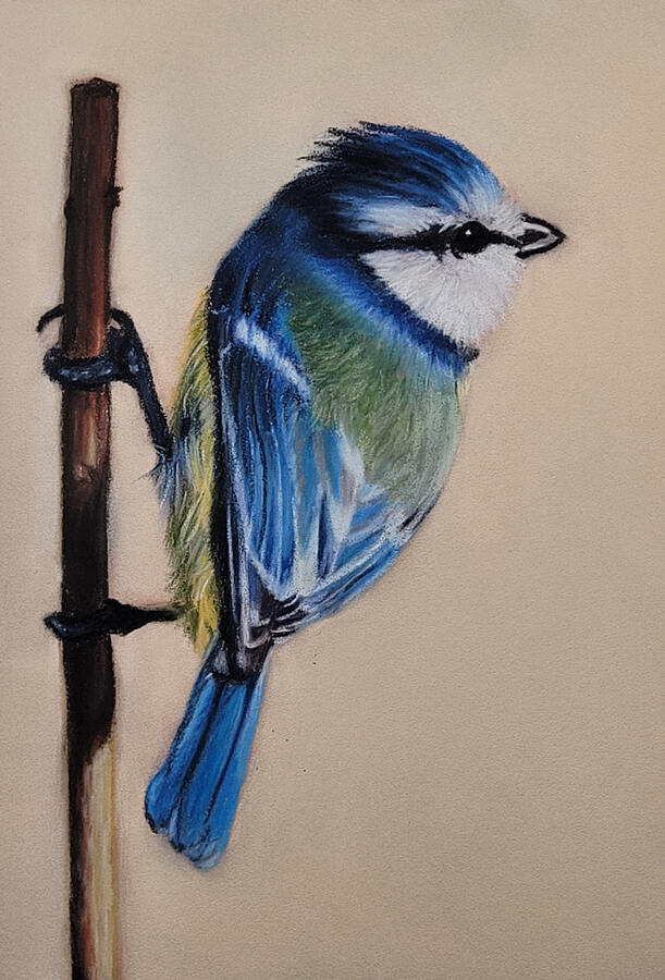 Untitled A wild blue bird.