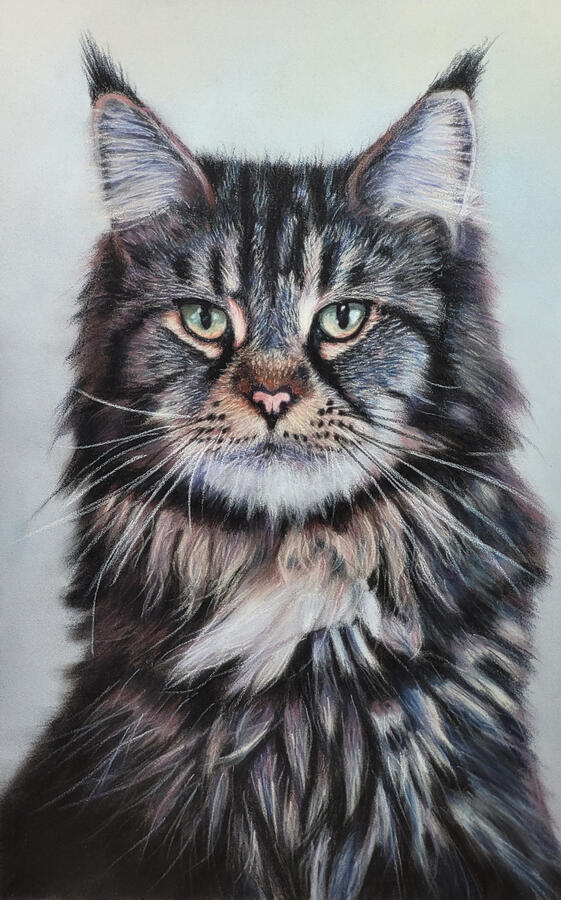 Untitled A silvery maine coon cat.