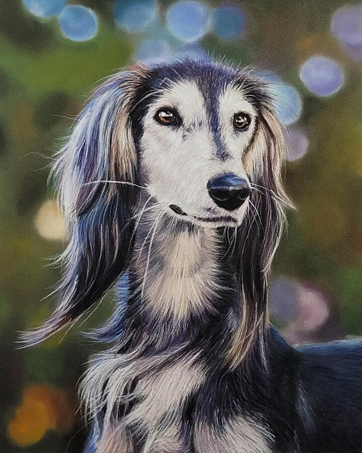A saluki dog.